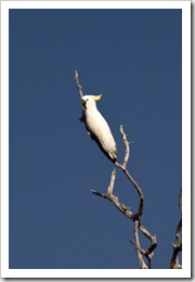 A sulphur-crested cockatoo along the Bardedjilidji Walk