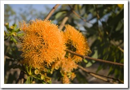 Blooming gum nuts on the walk to Gubara Pools