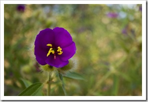 Wildflowers on the walk to Gubara Pools