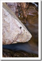 Rocket frogs at Gubara Pools