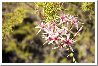 Wildflowers on the walk to Gubara Pools