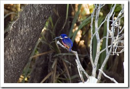 An Azure Kingfisher at Yellow Waters