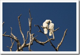 Sulphur-Crested Cockatoos at Yellow Waters