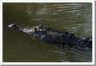 An estuarine (saltwater) crocodile at Yellow Waters