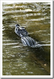 An estuarine (saltwater) crocodile at Yellow Waters