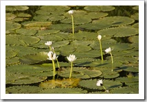 Water lillies at Yellow Waters