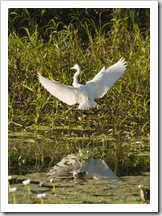 An egret at Yellow Waters