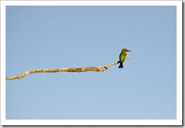 A Rainbow Bee-Eater at Yellow Waters