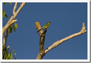 A Rainbow Bee-Eater at Yellow Waters