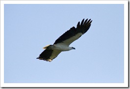 A White-Breasted Sea Eagle at Yellow Waters