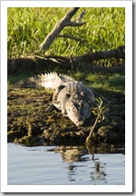 An estuarine (saltwater) crocodile at Yellow Waters