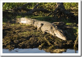 An estuarine (saltwater) crocodile at Yellow Waters
