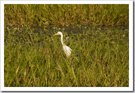 An egret at Yellow Waters