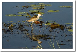 A juvenile Jacana at Yellow Waters