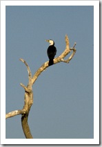 A cormorant at Yellow Waters