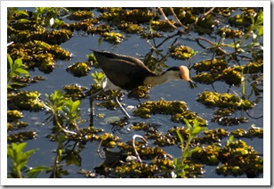 A Jacana at Yellow Waters