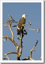 A White-Breasted Sea Eagle at Yellow Waters