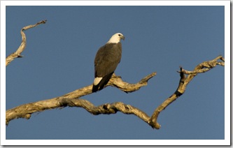 A White-Breasted Sea Eagle at Yellow Waters