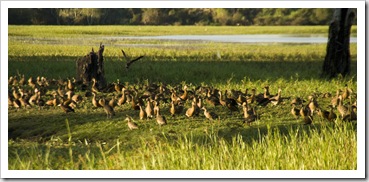 Whistling Ducks at Yellow Waters