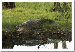 An estuarine (saltwater) crocodile at Yellow Waters