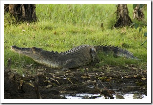 An estuarine (saltwater) crocodile at Yellow Waters