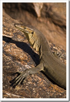 A water monitor we encountered at the top of Gunlom waterfall