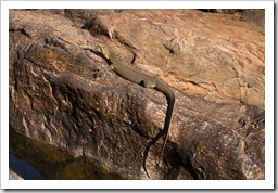 A water monitor we encountered at the top of Gunlom waterfall