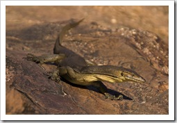 A water monitor we encountered at the top of Gunlom waterfall