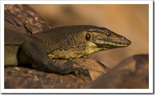 A water monitor we encountered at the top of Gunlom waterfall