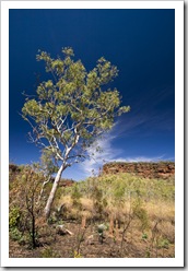 A snappy gum and the escarpment along Joe's Creek Walk in Gregory National Park