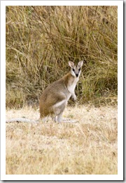 A morning visitor to our campsite at Victoria River Roadhouse