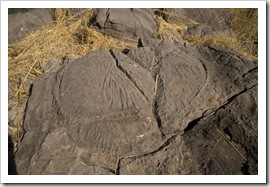 Stromatolites at Limestone Gorge