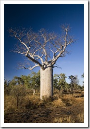 A boab tree along the Bullita Stock Route in Gregory National Park