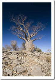 A boab tree along the Bullita Stock Route in Gregory National Park