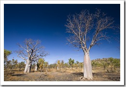 Boab trees along the Bullita Stock Route in Gregory National Park