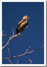 An eagle at our campsite at Big Horse Creek in Gregory National Park