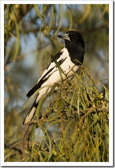 A magpie at our campsite at Big Horse Creek in Gregory National Park
