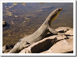 A huge water monitor we encountered at Keep River National Park's Cockatoo Lagoon