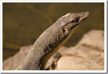 A huge water monitor we encountered at Keep River National Park's Cockatoo Lagoon