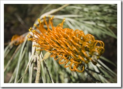 A desert grevillea on the Jarnem loop walk in Keep River National Park