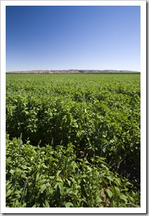 Crops in the fertile Ord River basin