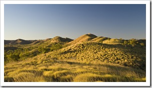 Spinifex in the setting sun