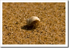 A hermit crab on the beach at Mandorah