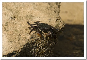 A mud crab on the beach at Mandorah