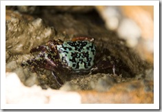 A colorful mud crab in the mud flats at Mandorah