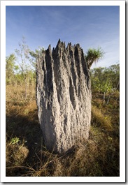 Magnetic termite mounds