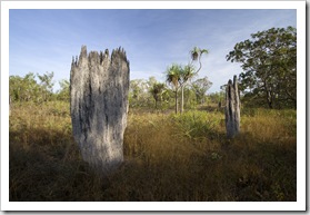 Magnetic termite mounds