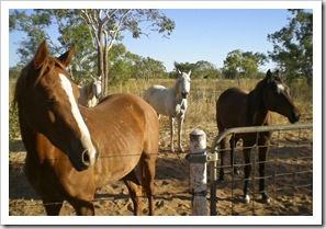 Calling the horses in from pasture to grab two to ride