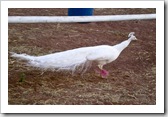 An albino peacock