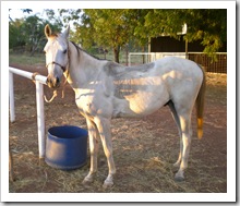 Oro all sweaty after our ride